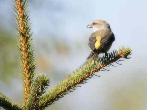 猎奇:奇特的鸟喙之四 猎奇:奇特的鸟喙之四