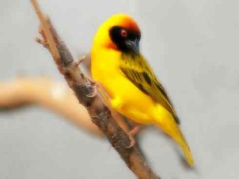 家禽驯化之源之十九