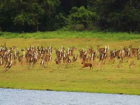 狈：传说的兽原型探秘（豺）