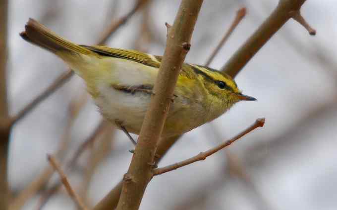 可爱好动的黄腰柳莺（组图）