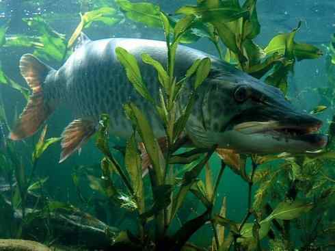 鱼类活化石：弓鳍鱼