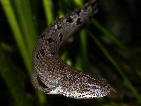 鱼类活化石:多鳍鱼 鱼类活化石:多鳍鱼