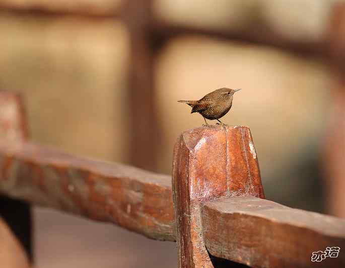 北京植物园&nbsp;wbr路&nbsp;wbr鹪（jiao）鹩（liao）