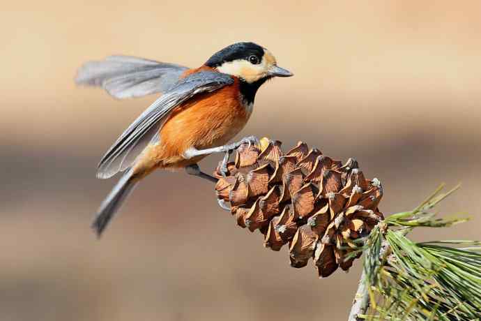 【新鸟】稻香湖的杂色山雀