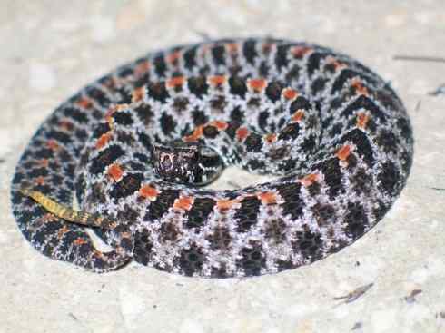 龙：传说的兽原型探秘（响尾蛇类）