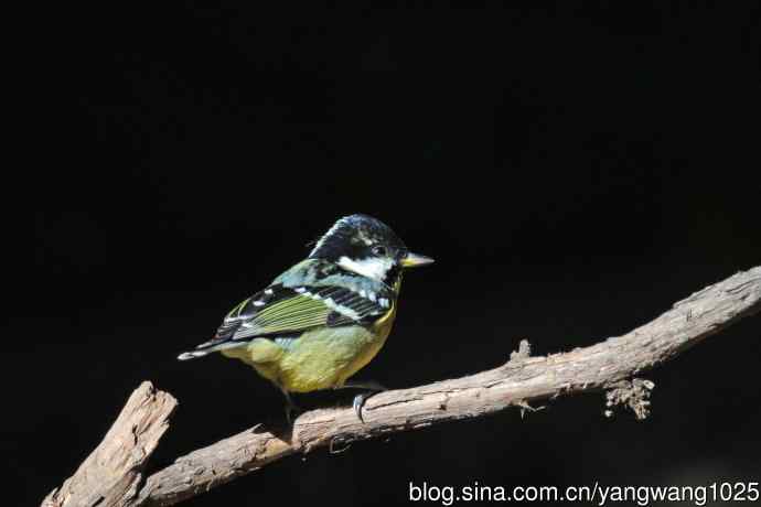 雄性黄腹山雀(2) 雄性黄腹山雀(2)