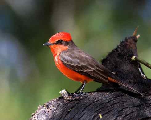 极品红色鸟类:朱红霸鶲 极品红色鸟类:朱红霸鶲