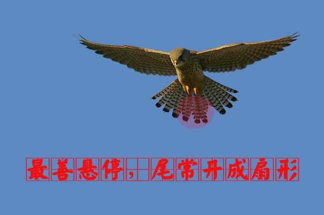 红隼 猛禽大全——中国东部地区27种迁徙类猛禽辨识