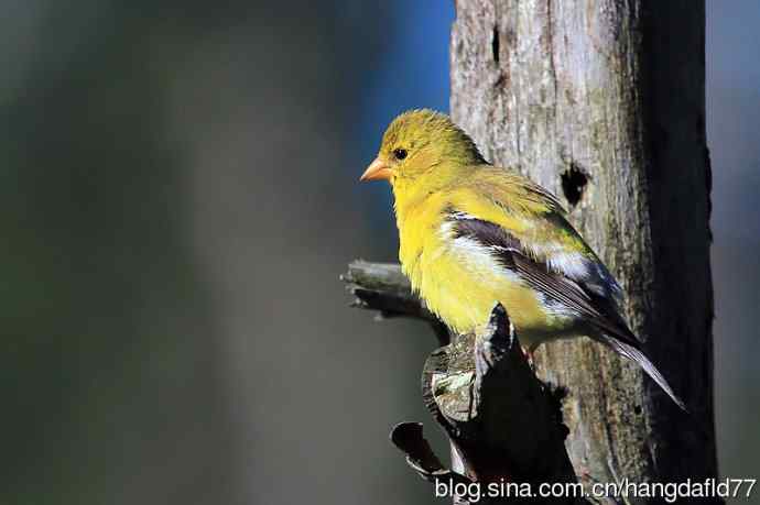 美洲金翅雀：雌鸟