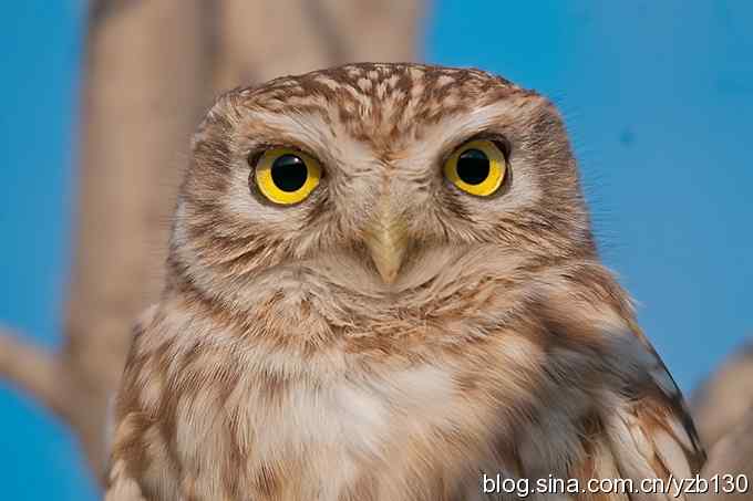 密林深处遭遇方头小猫（组图，12张图片）