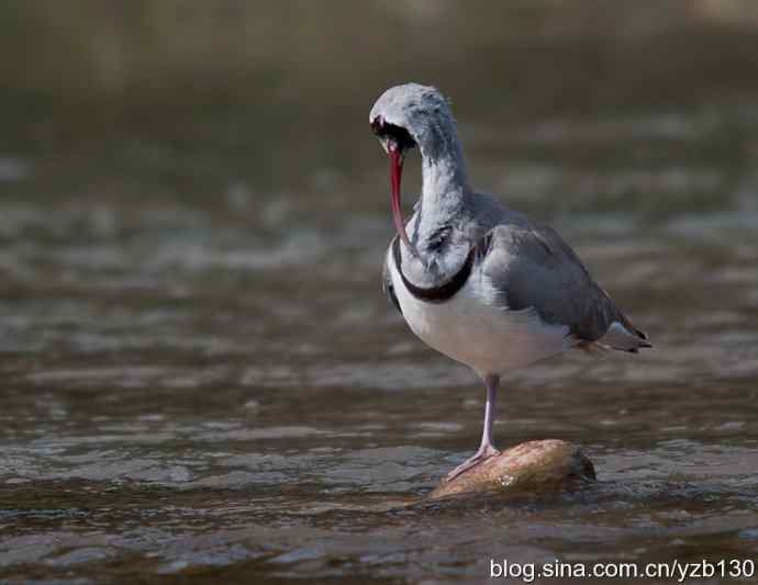 游白河峡谷，观鹮嘴鹬起落飞舞（组图，16张图片）