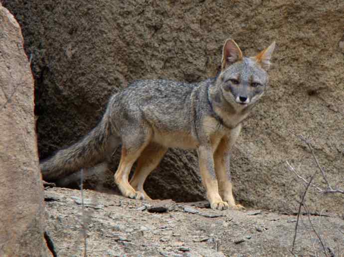 犬科：狐亚科伪狐属之高地狐、河狐、秘鲁狐