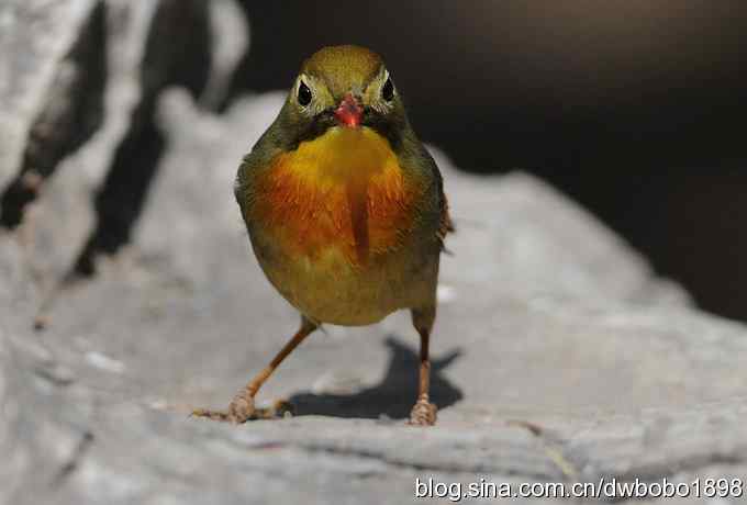 相思趣拍-贺三八国际妇女节