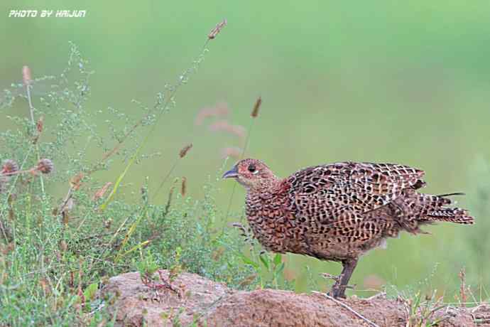 野鸭湖鈥斺敶瞥肪憋