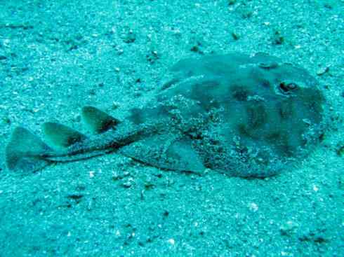 鱼类活化石：锯鳐