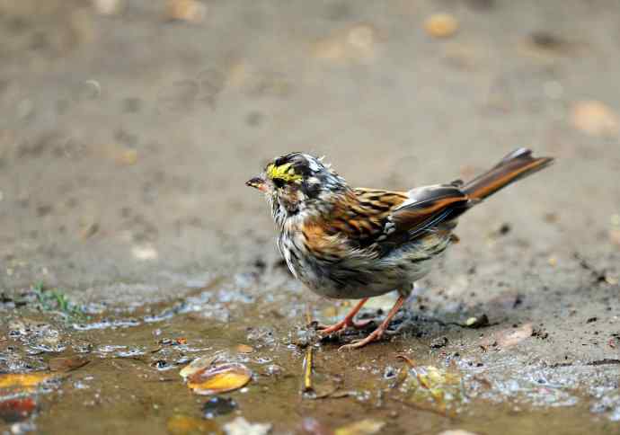 不修边幅（跟踪记录的一只小鸟）1