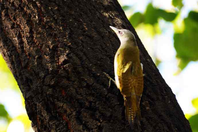 雌性灰头绿啄木鸟