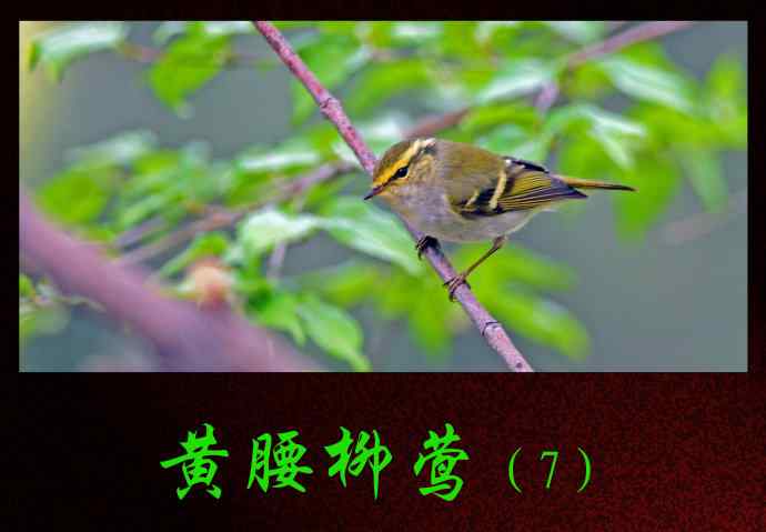 北京天坛公园的鸟类——黄腰柳莺（7）