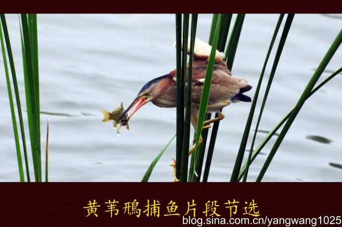 北京将府公园的鸟类——黄苇鳽捕鱼片段节选