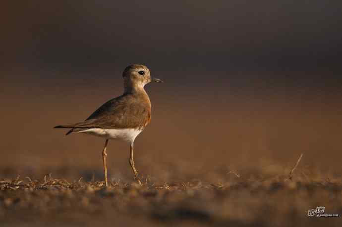 野鸭湖的东方鸻