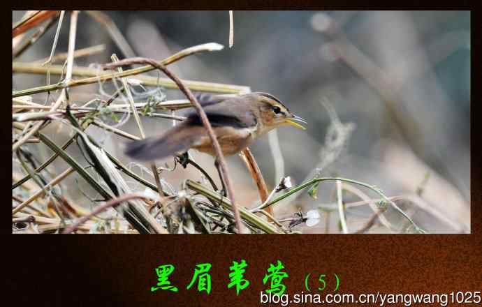 北京天坛公园的鸟类——黑眉苇莺（5）