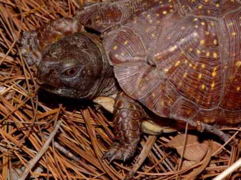 玄武：传说的兽原型探秘（鳄龟）