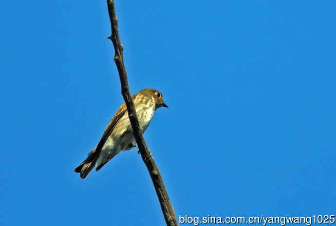 烏鶲（记录版）