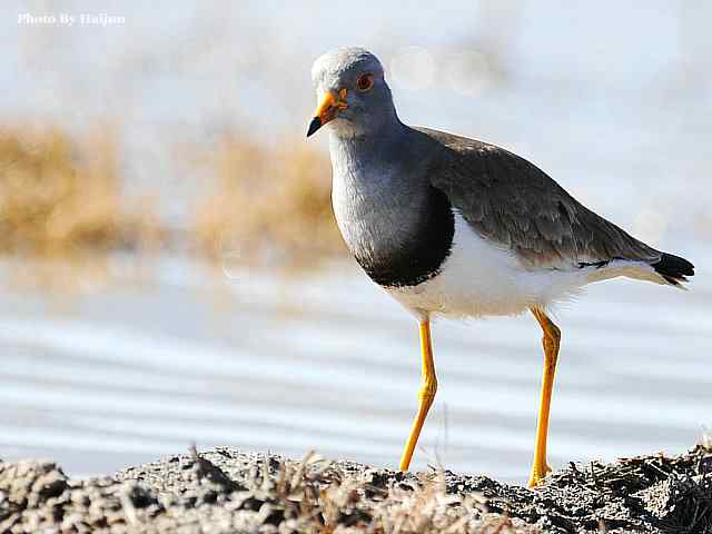 风乍起 wbr吹皱一湖碧水(观赏灰头麦鸡)