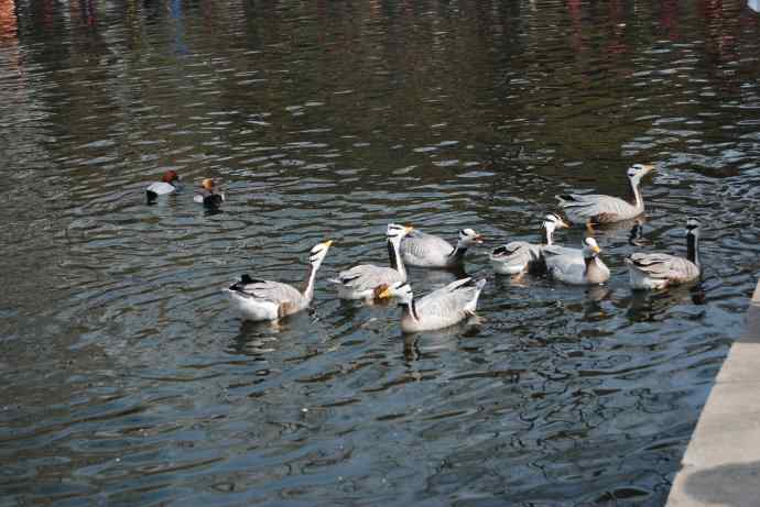 激战水禽湖（抓拍）