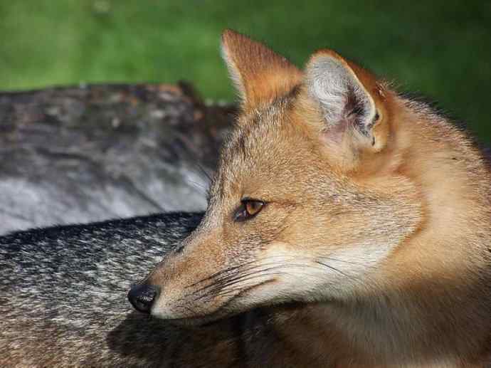 犬科：狐亚科伪狐属之阿根廷狐、山狐、达尔文狐