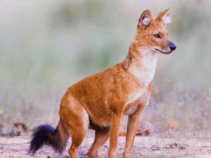 犬科：薮犬亚科豺属之豺