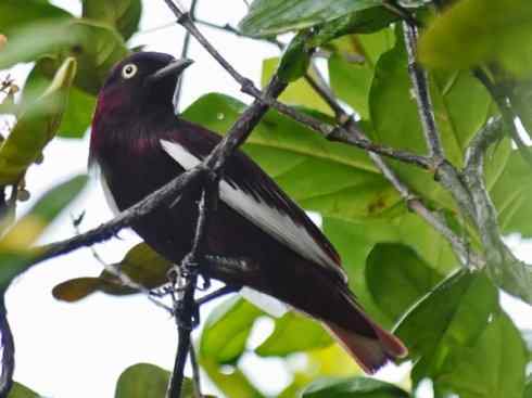 极品红色鸟类：深红紫伞鸟