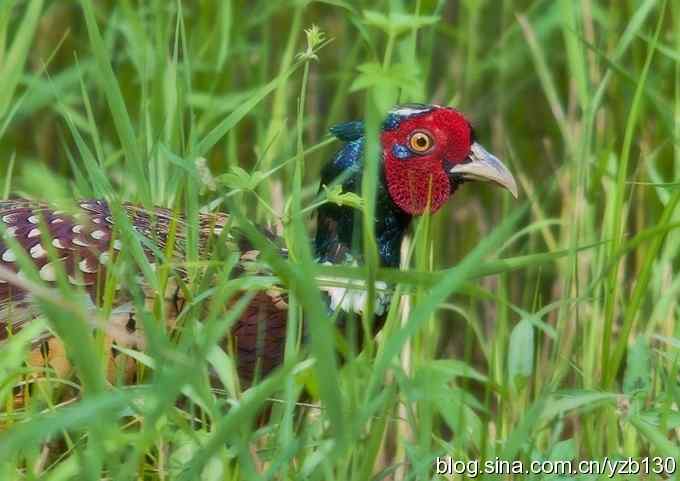 闲庭信步环颈稚（组图，21张图片）
