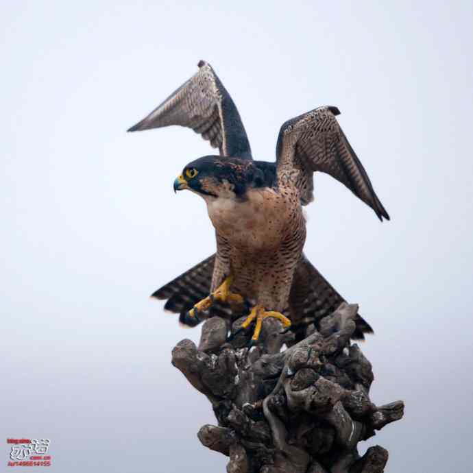 官厅水库&nbsp;wbr路&nbsp;wbr世界上飞行甚快的鸟：游隼