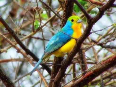 美丽无罪：雀鸟之彩鹀