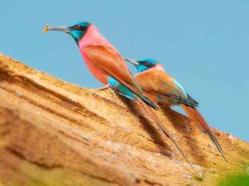 极品红色鸟类:红蜂虎 极品红色鸟类:红蜂虎