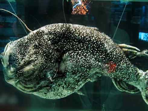 鱼类活化石：月眼鱼