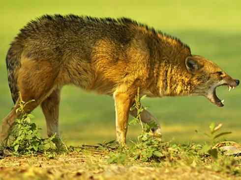狈：传说的兽原型探秘（豺）