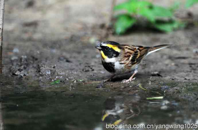 雄性黄喉鹀(3) 雄性黄喉鹀(3)