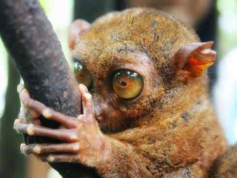 动物世界：山寨还是原创之十五