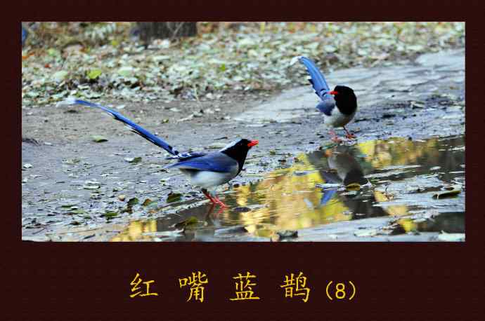 北京天坛公园的鸟类——红嘴蓝鹊（8）