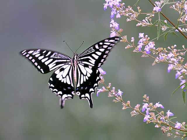 蒲洼围剿蓝矶鸫