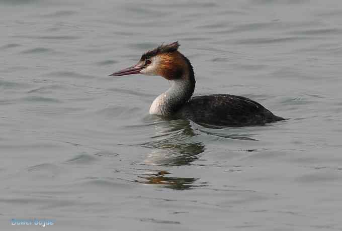 颐和园的凤头 颐和园的凤头
