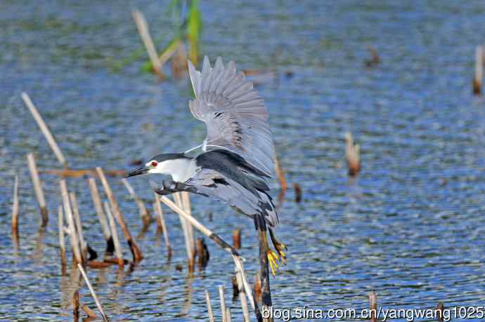 寻鱼的夜鹭（2）