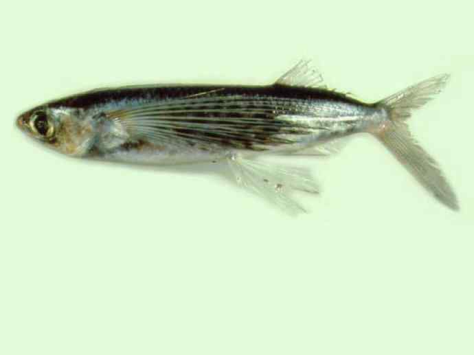 鱼类活化石:齿蝶鱼 鱼类活化石:齿蝶鱼