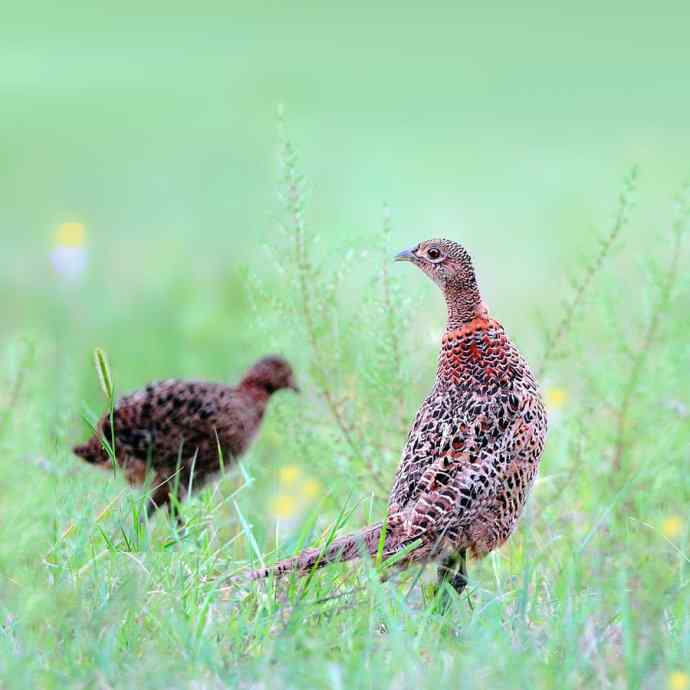 环颈雉（Phasianus colchicus）