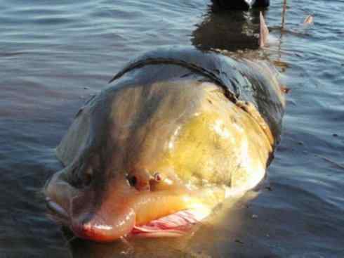 鱼类活化石:中华鲟 鱼类活化石:中华鲟