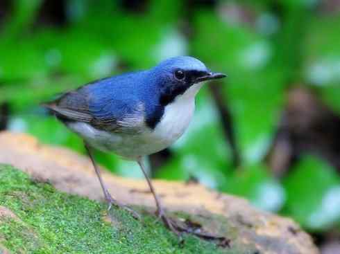 家禽驯化之源之二十七（红喉歌鸲红点颏、蓝喉歌鸲蓝点颏）