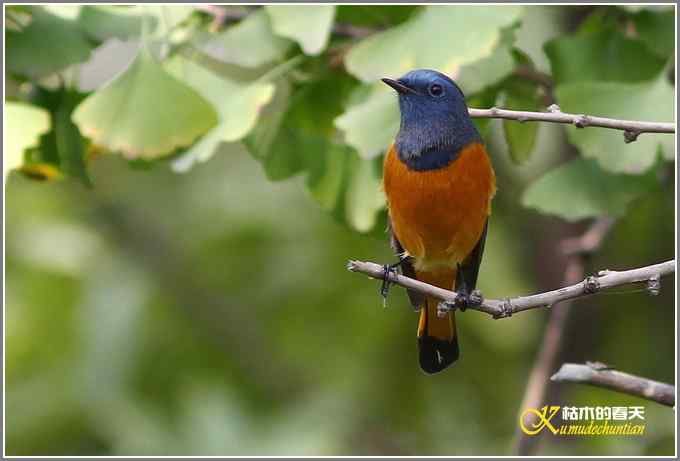 新鸟“蓝额红尾鸲”【照片】