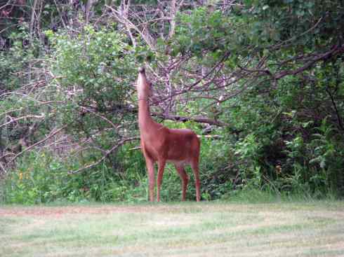 白尾红鹿 白尾红鹿